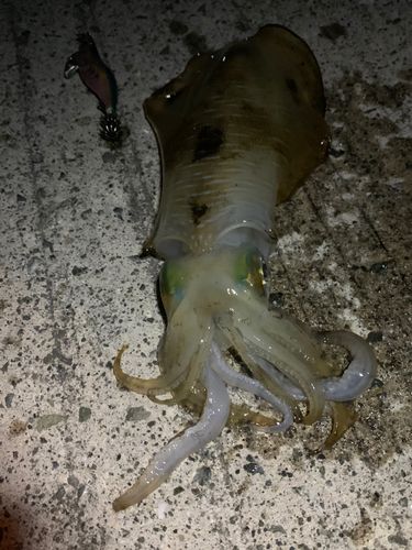 アオリイカの釣果