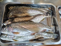 ニジマスの釣果