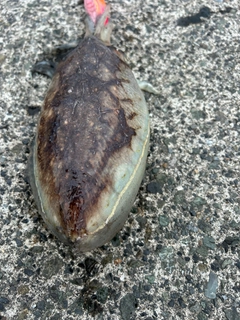ハリイカの釣果