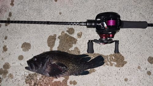 キツネメバルの釣果