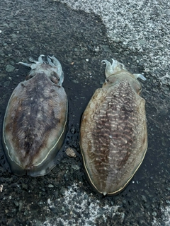 ハリイカの釣果