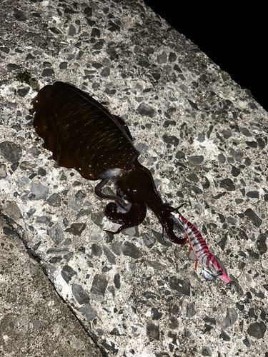 アオリイカの釣果