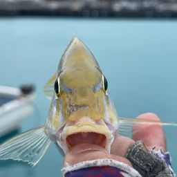 ハマフエフキ
