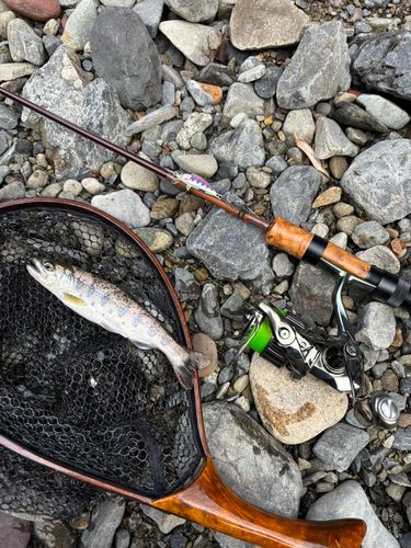 アマゴの釣果