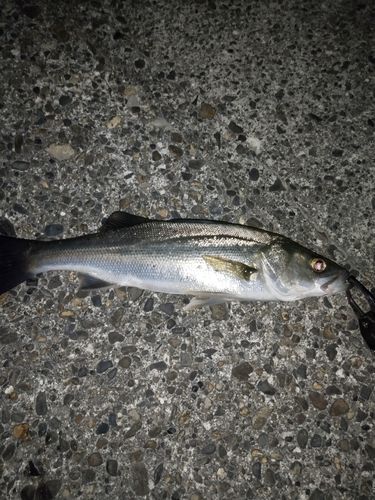 セイゴ（マルスズキ）の釣果