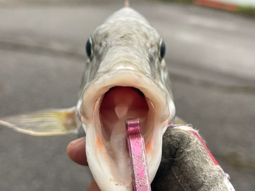 キツネフエフキの釣果
