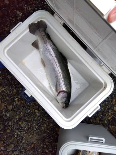 ドナルドソンの釣果