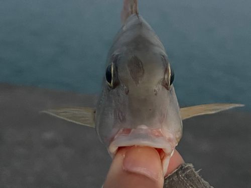 ハナフエフキの釣果