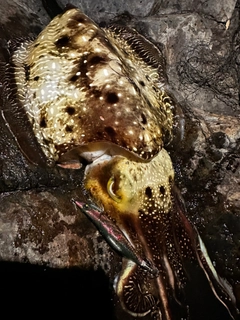 コブシメの釣果