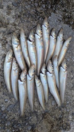 シロギスの釣果