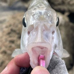 セダカクロサギ