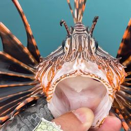 ハナミノカサゴ