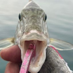 キツネフエフキ