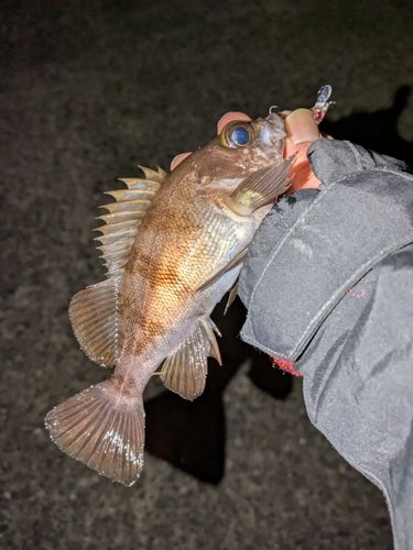 シロメバルの釣果