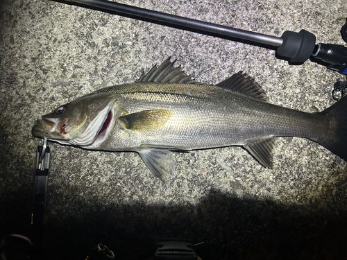 フッコ（マルスズキ）の釣果