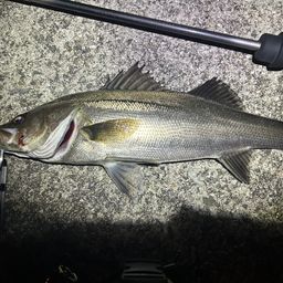 フッコ（マルスズキ）