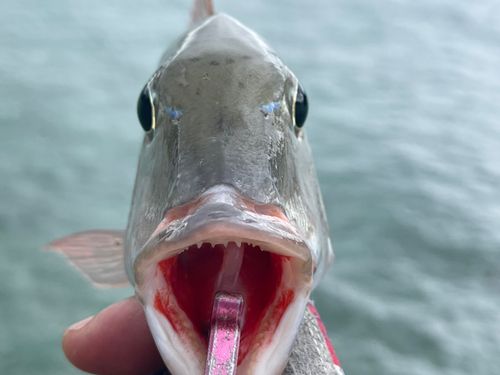 マトフエフキの釣果