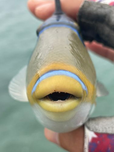 ムラサメモンガラの釣果