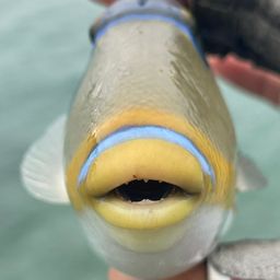 ムラサメモンガラ