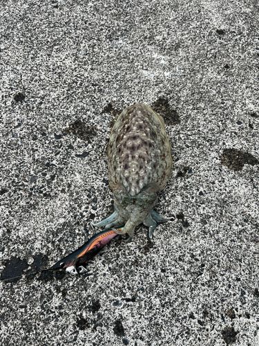 コウイカの釣果