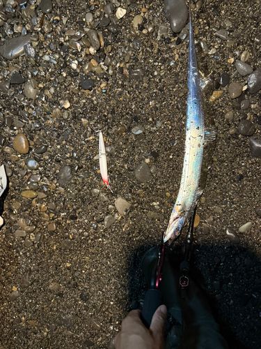 タチウオの釣果