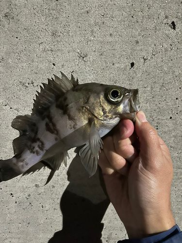 メバルの釣果