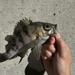 メバル