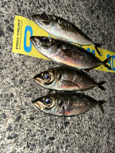 アジの釣果