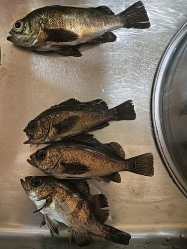 シロメバルの釣果