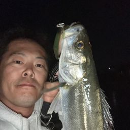 シーバス