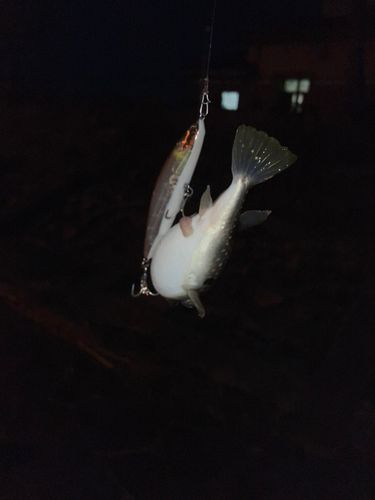 クサフグの釣果