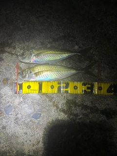 マアジの釣果