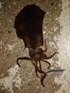 アオリイカの釣果