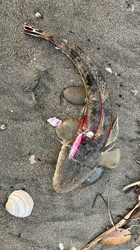 コチの釣果
