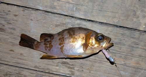 メバルの釣果