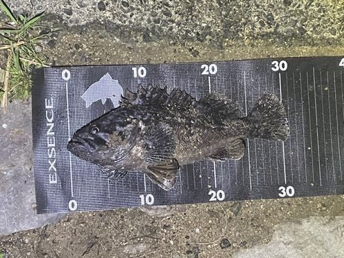 クロソイの釣果