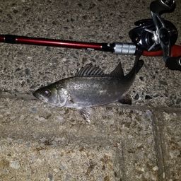 セイゴ（ヒラスズキ）