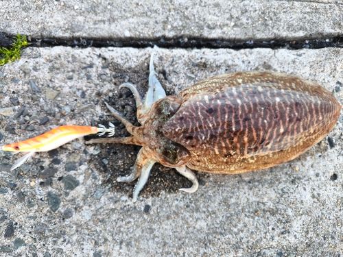 コウイカの釣果