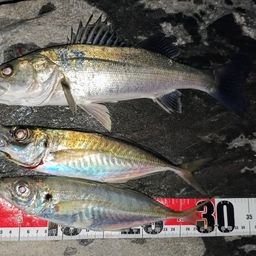 アジ