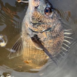 チヌ