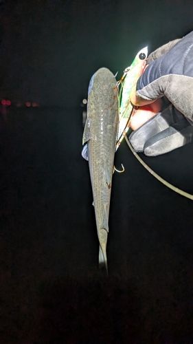 ボラの釣果
