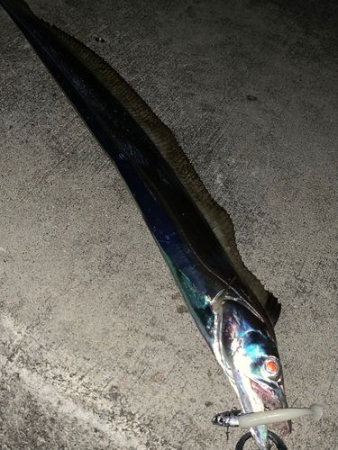 タチウオの釣果