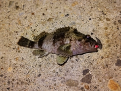 ムラソイの釣果