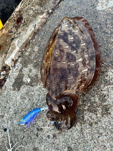コウイカの釣果