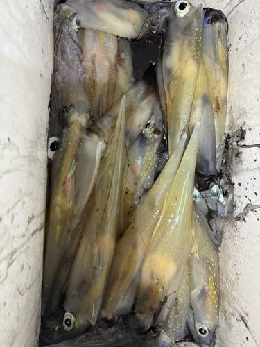 ヤリイカの釣果