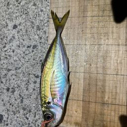 アジ
