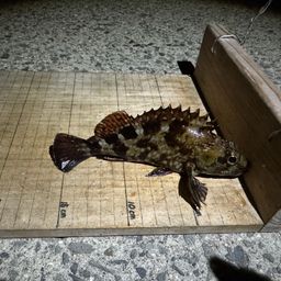 ガシラ