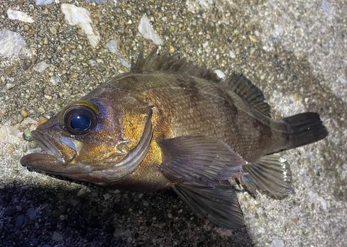 メバルの釣果