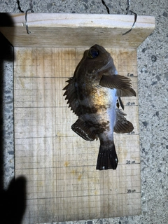 シロメバルの釣果