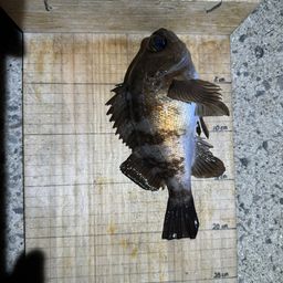 シロメバル